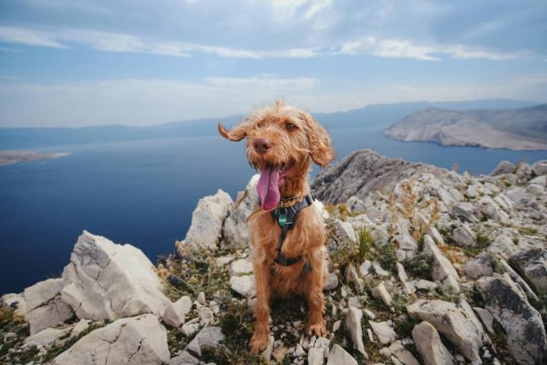 Best Outdoor Pet Harnesses for Hiking and Exploration