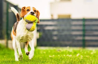 outdoor pet toys 1024x512.webp.webp