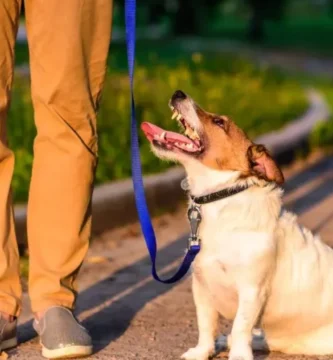 How Can You Ensure Your Pet Is Visible During Nighttime Walks Outdoors?